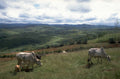 cattle pasture hills 1980s 1990s A4 Photo Print
