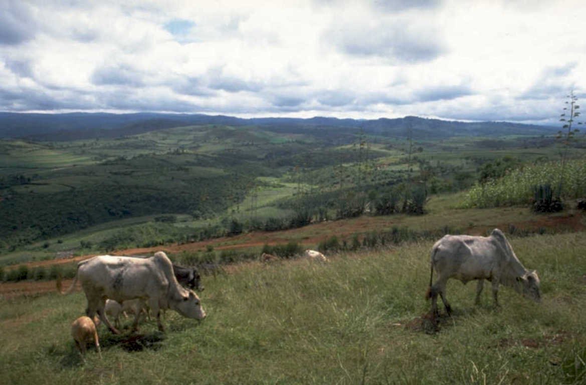 cattle pasture hills 1980s 1990s A4 Photo Print