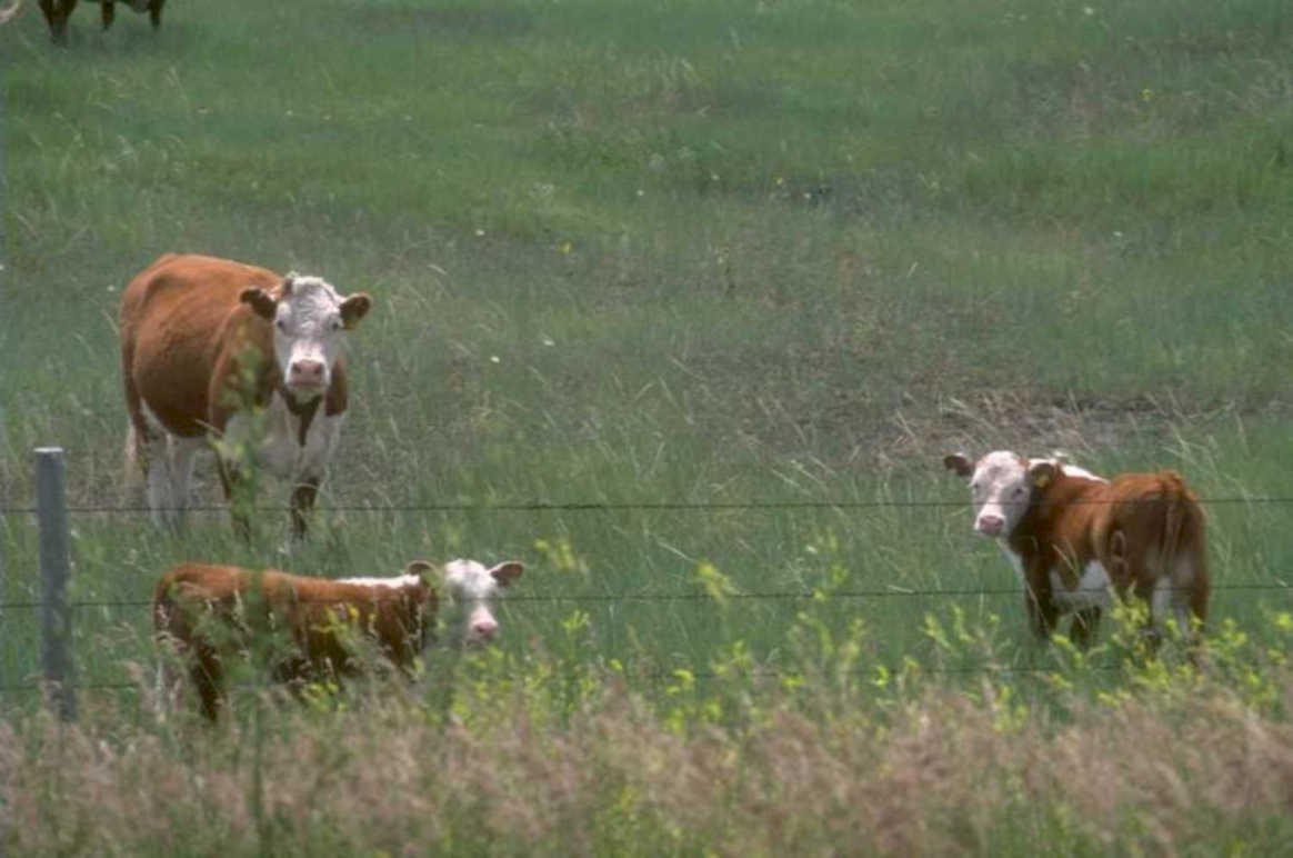 cattle pasture montana 1980s 1990s A4 Photo Print