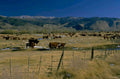 cattle pasture mountains 1980s 1990s A4 Photo Print