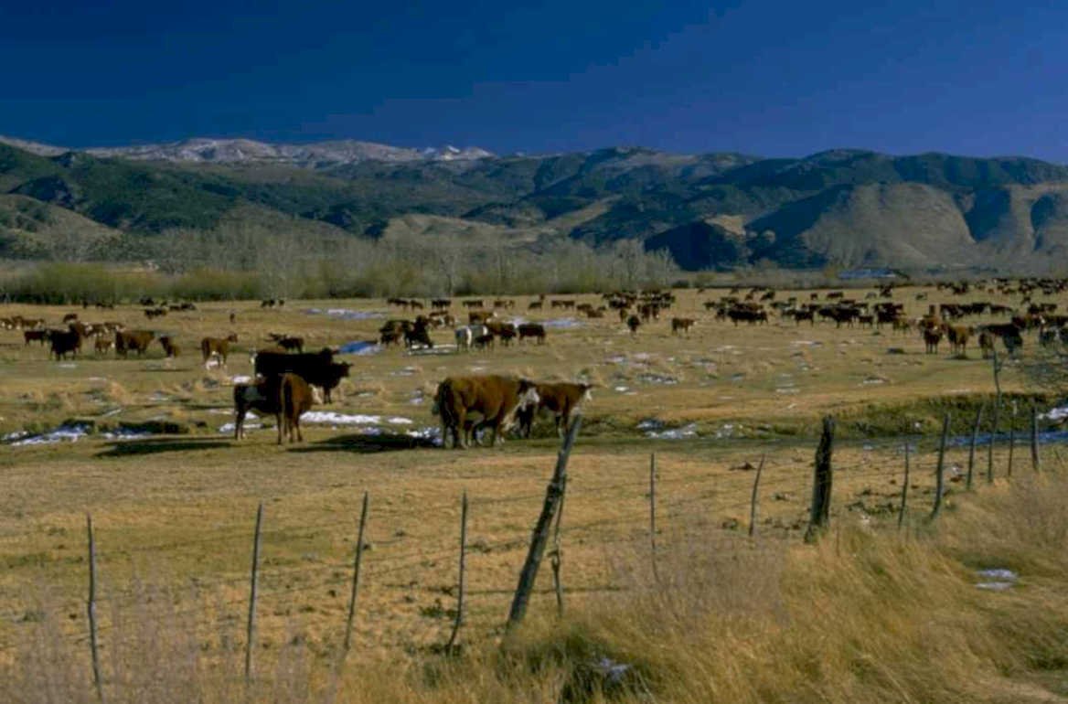 cattle pasture mountains 1980s 1990s A4 Photo Print