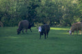 cattle pasture scene 1980s 1990s A4 Photo Print