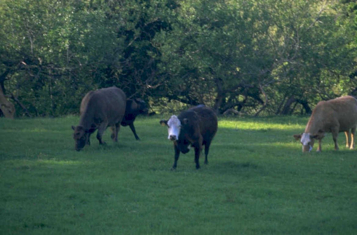 cattle pasture scene 1980s 1990s A4 Photo Print