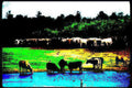 cattle pasture water Vintage A4 Photo Print