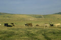 cattle prairie montana 1980s 1990s A4 Photo Print