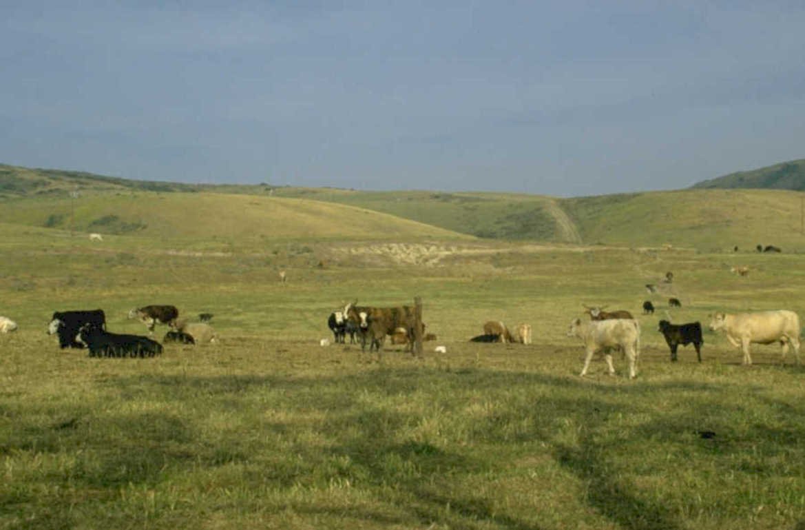 cattle prairie montana 1980s 1990s A4 Photo Print