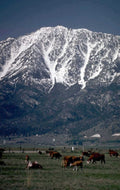 cattle valley mountains 1980s 1990s A4 Photo Print