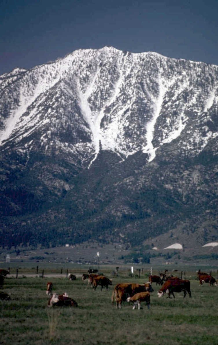 cattle valley mountains 1980s 1990s A4 Photo Print