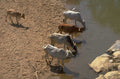 cattle water savanna 1980s 1990s A4 Photo Print
