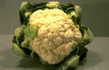 cauliflower white leaves Vintage A4 Photo Print