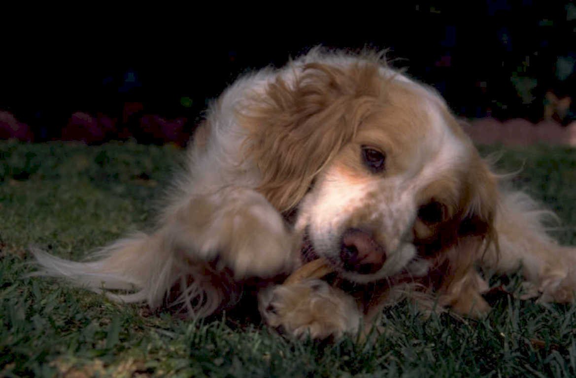 cavalier king spaniel 1980s 1990s A4 Photo Print