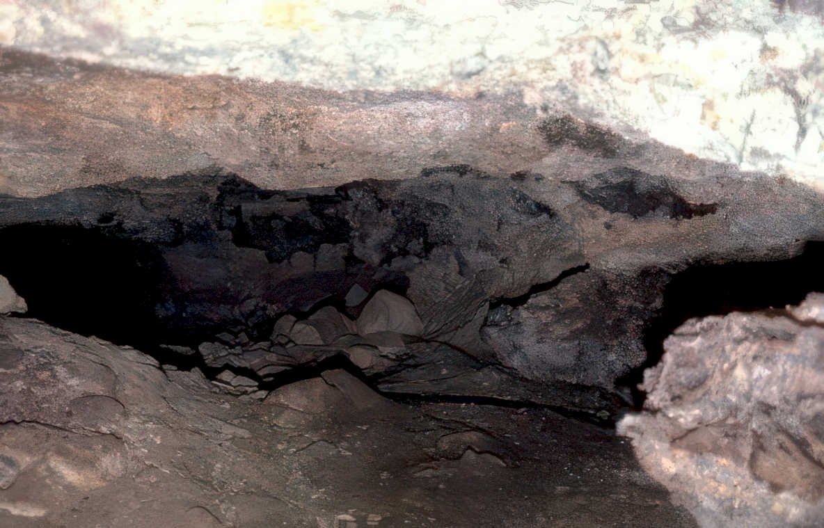 cave bull lascaux Vintage A4 Photo Print