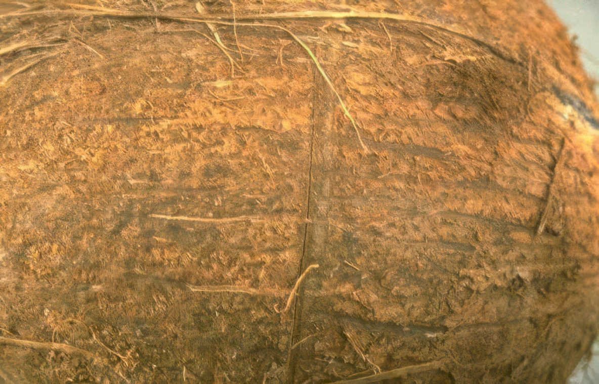 cavepainting bison panel