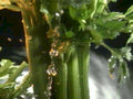 celery water drops1980s 1990s A4 Photo Print