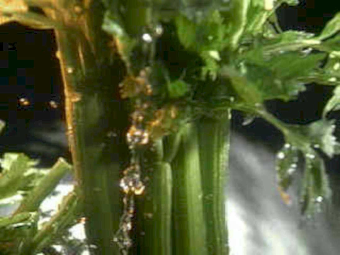celery water drops1980s 1990s A4 Photo Print
