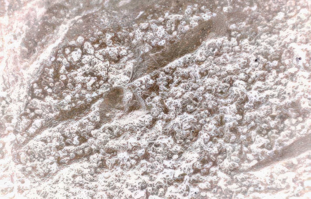 cell actin matrix Vintage A4 Photo Print