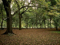 central park autumn1980s 1990s A4 Photo Print