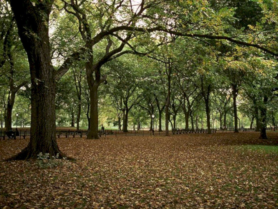 central park autumn1980s 1990s A4 Photo Print