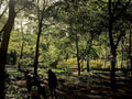 central park bench1980s 1990s A4 Photo Print