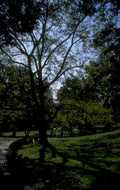 central park oak 1980s 1990s A4 Photo Print