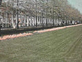 central park spring1980s 1990s A4 Photo Print