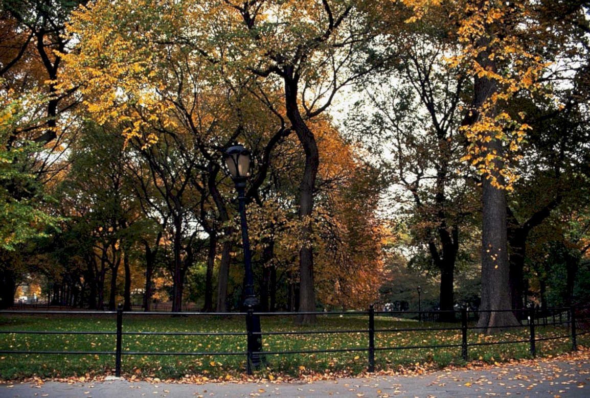 centralpark falltrees 20241980s 1990s A4 Photo Print