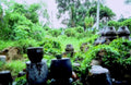 ceramic pots garden1980s 1990s A4 Photo Print