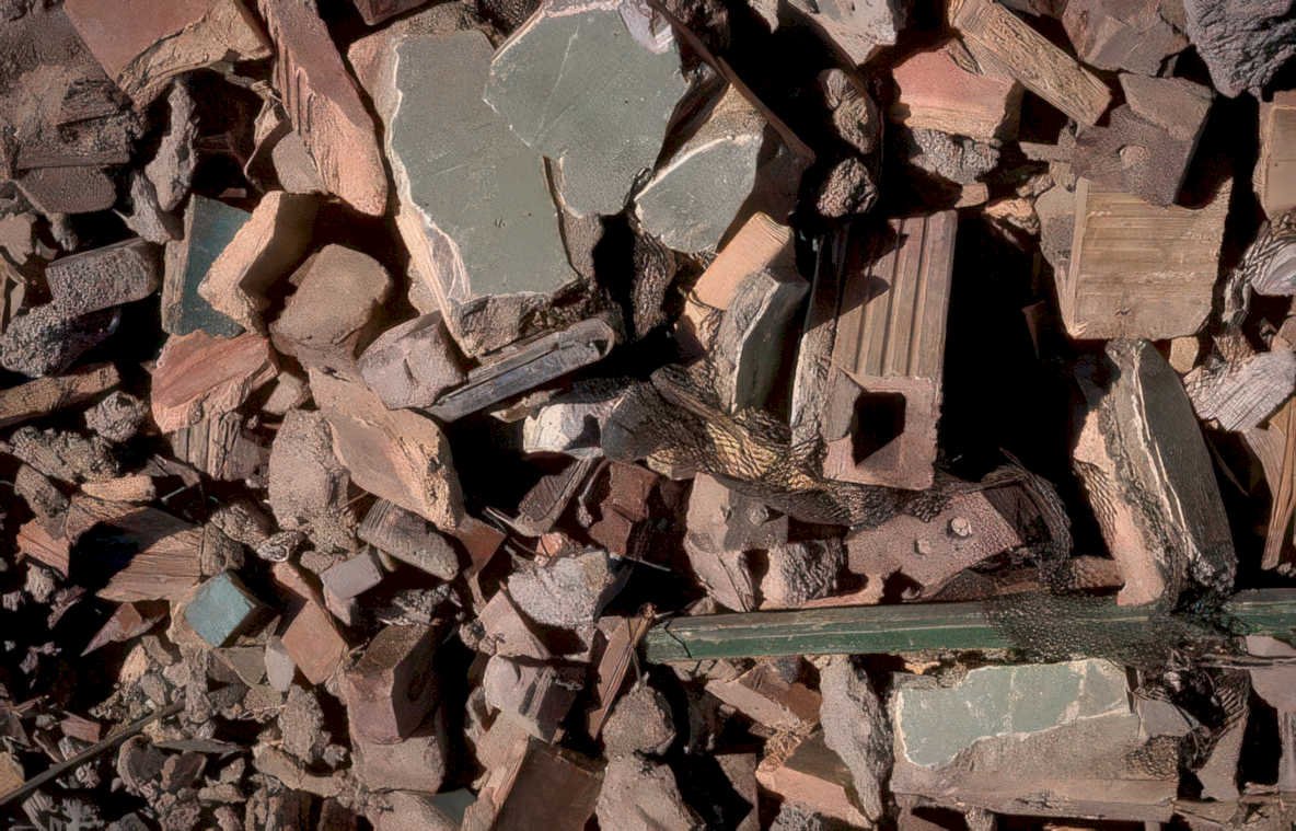 ceramic tiles lizard