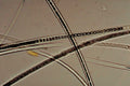 ceratocystis hyphae beaded1980s 1990s A4 Photo Print
