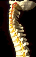 cervical spine model 1 1980s 1990s A4 Photo Print