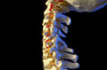 cervical spine model 2 1980s 1990s A4 Photo Print