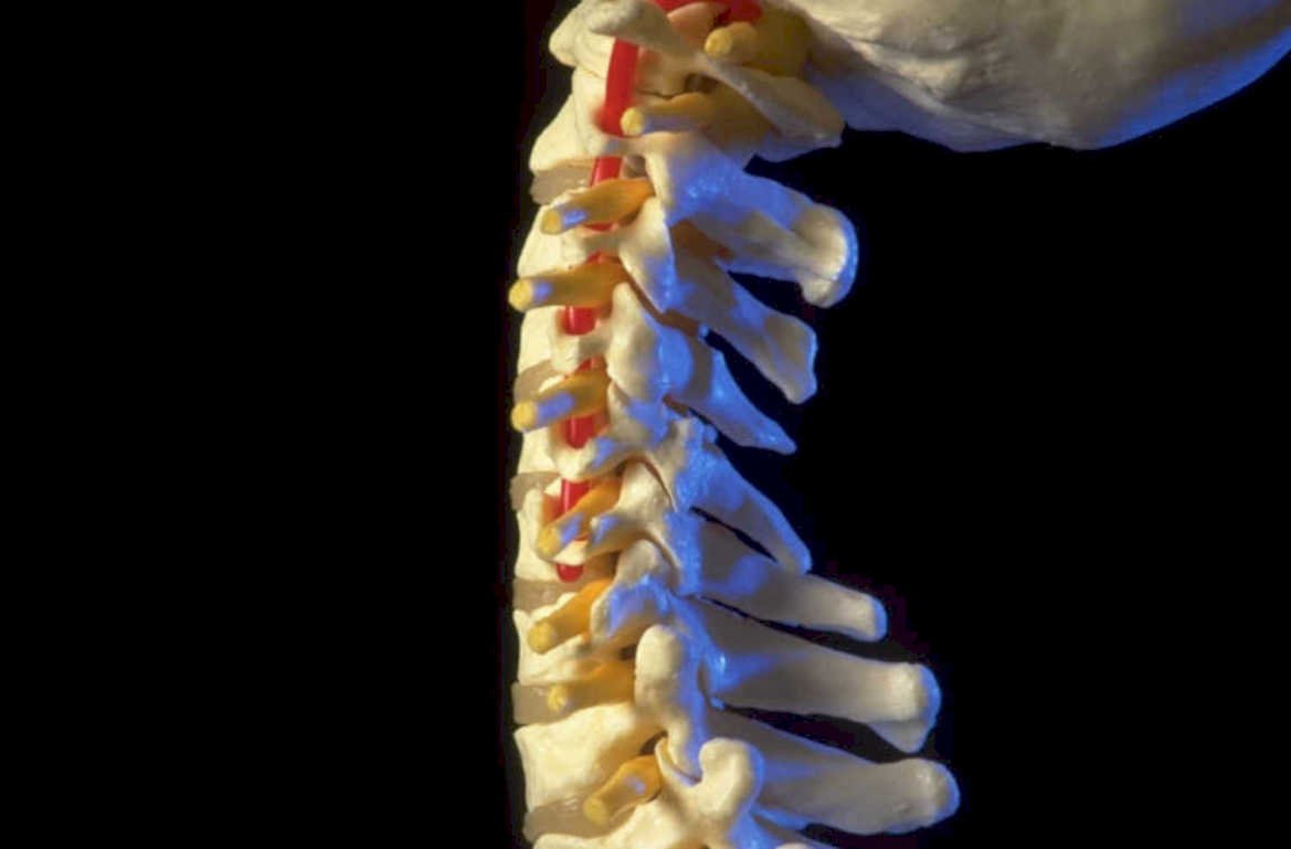 cervical spine model 2 1980s 1990s A4 Photo Print