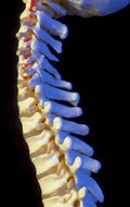 cervical spine model 3 1980s 1990s A4 Photo Print