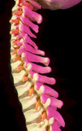 cervical vertebral column 1980s 1990s A4 Photo Print