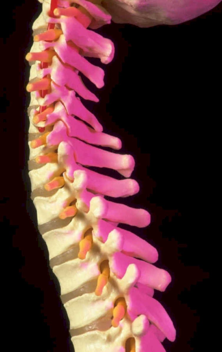 cervical vertebral column 1980s 1990s A4 Photo Print