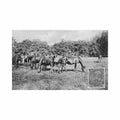 ceska republika kladruby nad labem chov koni Vintage A4 Photo Print