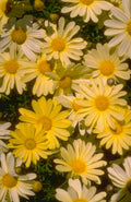 chamomile bloom macro 1980s 1990s A4 Photo Print