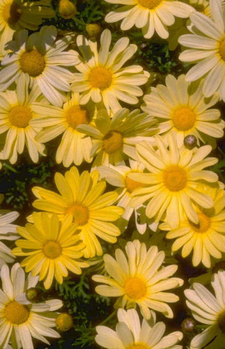 chamomile bloom macro 1980s 1990s A4 Photo Print