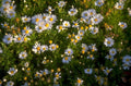 chamomile daisies meadow 1980s 1990s A4 Photo Print