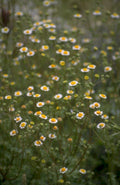 chamomile flowers meadow 1980s 1990s A4 Photo Print