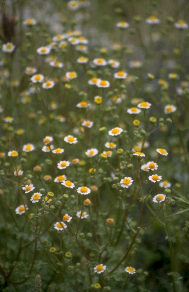 chamomile flowers meadow 1980s 1990s A4 Photo Print