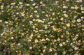 chamomile wildflowers cluster 1980s 1990s A4 Photo Print