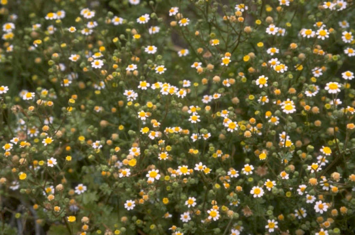 chamomile wildflowers cluster 1980s 1990s A4 Photo Print
