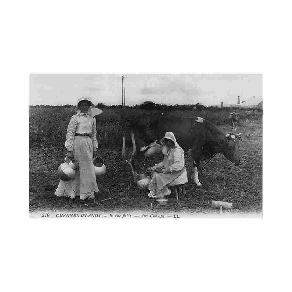 channel islands in the fields milking cows levy ll 219 Vintage A4 Photo Print