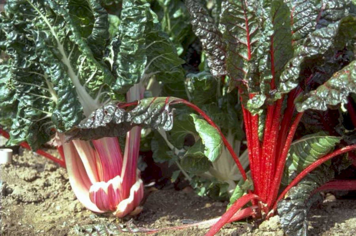 chard harvest redstems 1980s 1990s A4 Photo Print