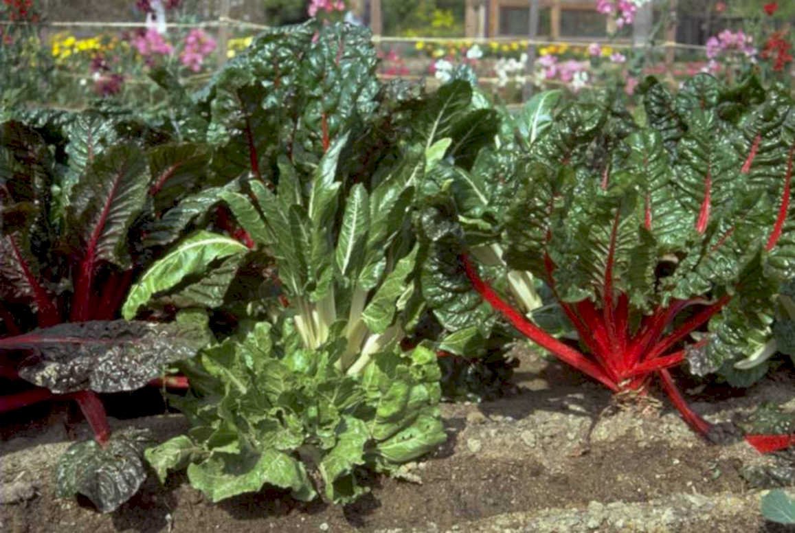 chard harvest stem 1980s 1990s A4 Photo Print