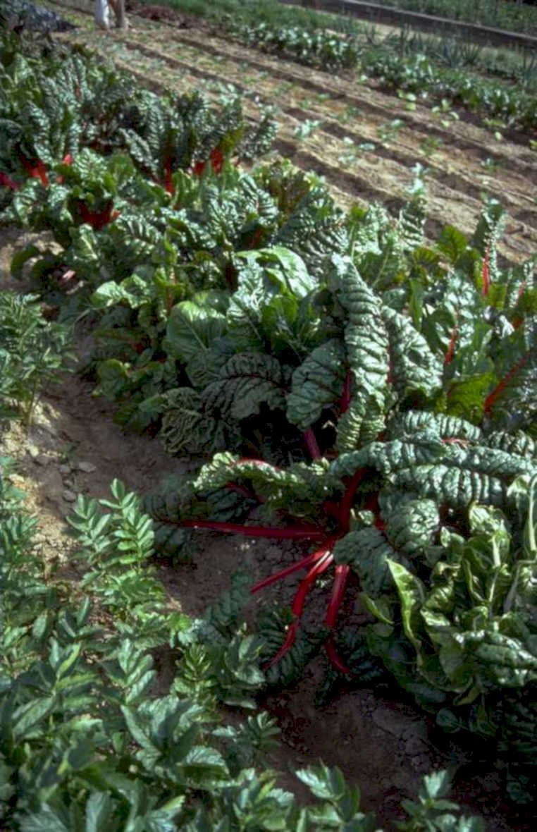 chard row harvest 1980s 1990s A4 Photo Print