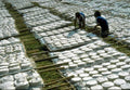 cheese drying tanzania1980s 1990s A4 Photo Print