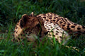 cheetah grass dusk1980s 1990s A4 Photo Print