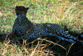 cheetah grass savanna1980s 1990s A4 Photo Print